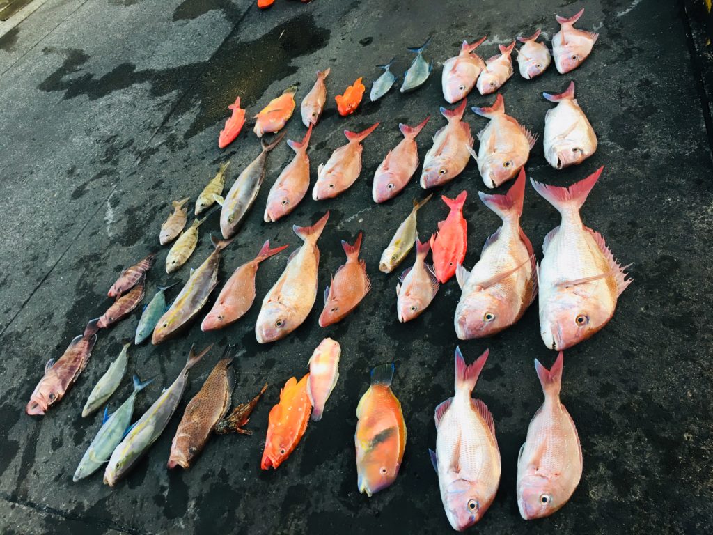 タイラバで釣れる魚 東京湾タイラバなら辰丸